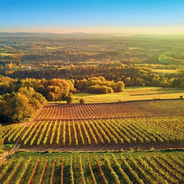 winnica-widokowa-panorama (1)